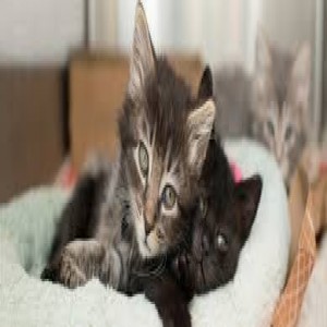 الدليل العربي-kitten rescue
