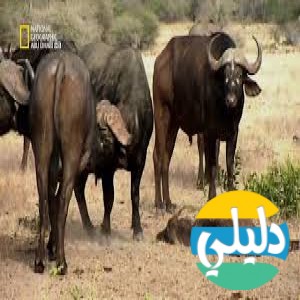 الدليل العربي-nat geo