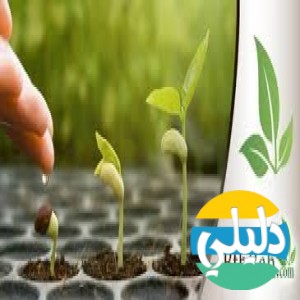 الدليل العربي-بذره