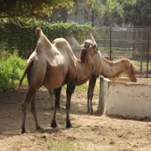 الدليل العربي-حديقة حيوانات الجيزة