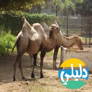 الدليل العربي-حديقة حيوانات الجيزة