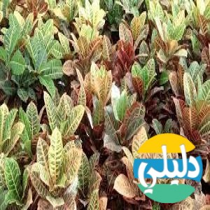 الدليل العربي-متجر مشتلي