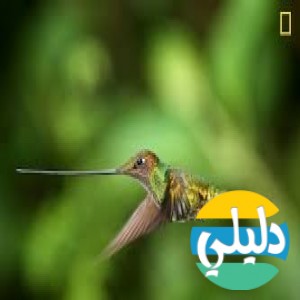 الدليل العربي-nat geo